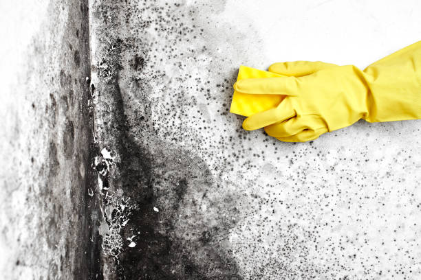 Best Residential Mold Removal  in Golden Shores, AZ