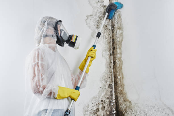 Best Mold Cleaning Services  in Golden Shores, AZ