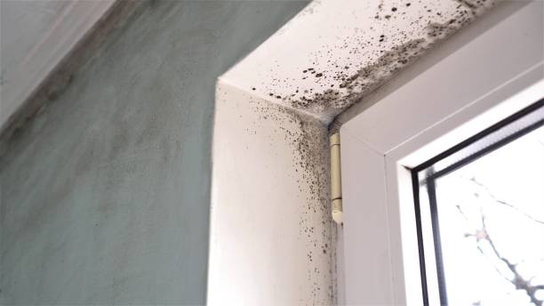 Best Commercial Mold Removal  in Golden Shores, AZ