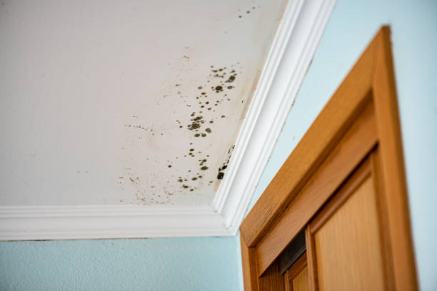 Best Same-Day Mold Removal  in Golden Shores, AZ