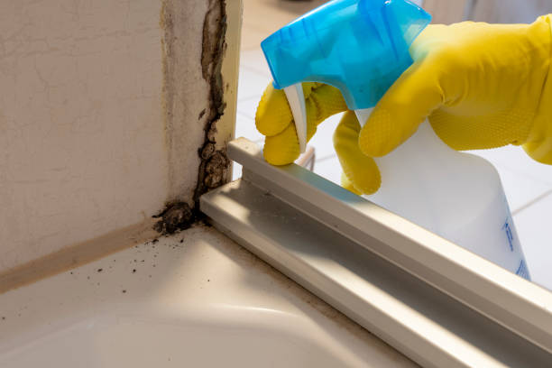 Best Fast Mold Removal  in Golden Shores, AZ