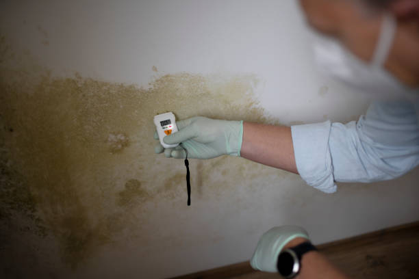 Trusted Golden Shores, AZ Mold Removal Experts