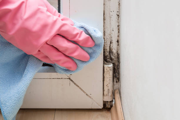 Best Toxic Mold Removal  in Golden Shores, AZ